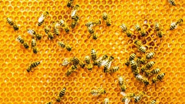 صيدا اون لاين