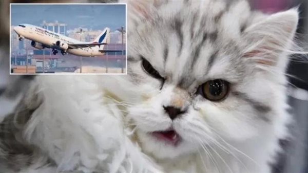 صيدا اون لاين