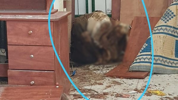 صيدا اون لاين