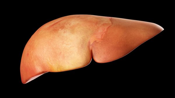 صيدا اون لاين