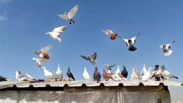 صيدا اون لاين