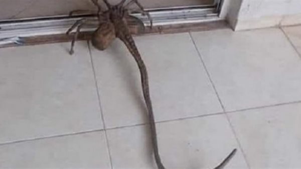 صيدا اون لاين