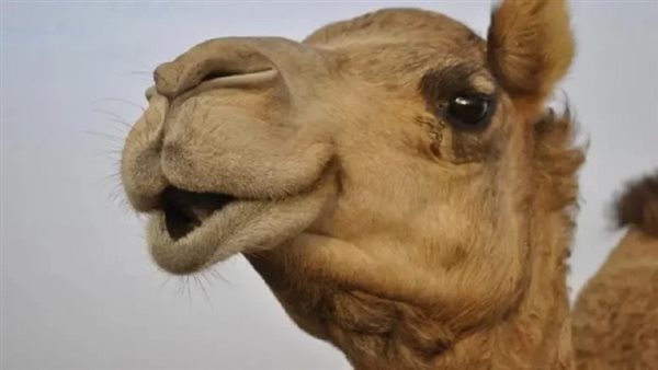 صيدا اون لاين